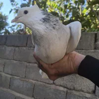 کبوتر طوقی|پرنده|مینودشت, |دیوار