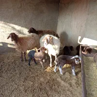 میش شیشک با بره