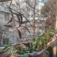 100متر-ویلایی-نقلی-مجیدیه-شمالی