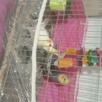 جفت عروس هلندی|پرنده|گلبهار, شهر جدید گلبهار|دیوار