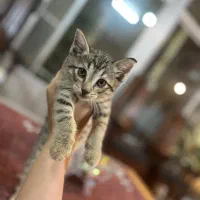 غذای سالم و خانگی گربه