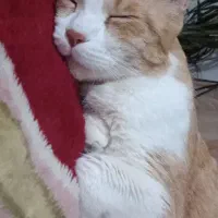 واگذاری گربه