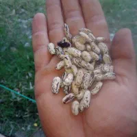 ۳۰ کیلو باقالی  پاچه باقالی  امساله