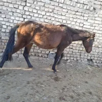 کره اسب مادیون یورقه افغان