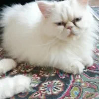 واگذاری گربه پرشین