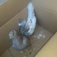 کبوتر|پرنده|ایرانشهر, |دیوار