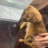 سگ پامرین روباهی