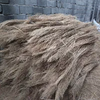 جاروسیخی (شهرداری)