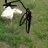 دو عدد غاز نر و دو تا هم خروس محلی