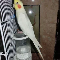 عروس هلندی مژدگانی دار|پرنده|الیگودرز, |دیوار