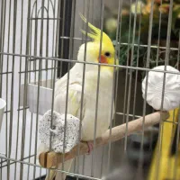 فروش عروس هلندی|پرنده|کرج, کوی کارمندان جنوبی|دیوار