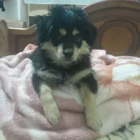 فروش توله  پامرا ژرمن