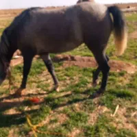 اسب|اسب و تجهیزات اسب‌سواری|رامند, |دیوار