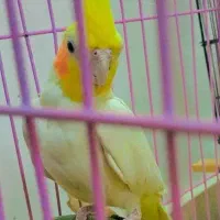 عروس هلندی مولد|پرنده|قم, پردیسان|دیوار