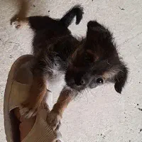 پاکوتا اشپیتزو|سگ|گنبد کاووس, |دیوار