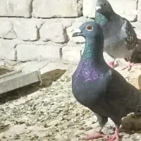 کبوتر فروشی|پرنده|سراوان, |دیوار