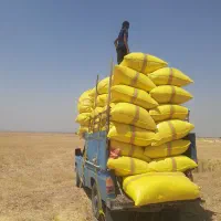 پخش کاه گندم‌وکاه جو دیم سفید نرم ریز.پیک رایگان