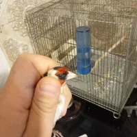 سهره نر چونه سفید|پرنده|تهران, هفت چنار|دیوار