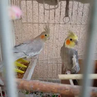 عروس هلندی|پرنده|دماوند, دماوند|دیوار