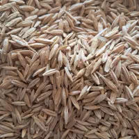 فروش جو دیمی