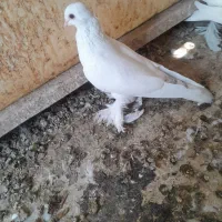 کبوتر|پرنده|تبریز, |دیوار