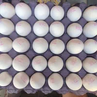 تخم مرغ فله ای و بسته بندی