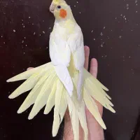 عروس هلندی ماده لوتینو زعفرونی بالغ چشم سبز آلبینو|پرنده|تهران, شکوفه (عبدل آباد)|دیوار