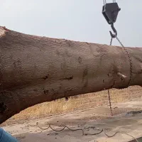 خرید چوب در گرگان
