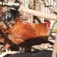 خروس محلی قرمز ویک ساله یه شاه خروس سالم