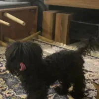 توله پودل توی تاینی