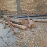 چوب خشک زغالی|خدمات باغبانی و درختکاری|خانمیرزا, |دیوار