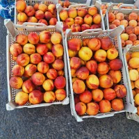 خرید روزانه میوه و صیفی جات برای مغازه دار ها|خوردنی و آشامیدنی|اندیمشک, |دیوار