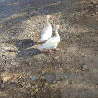 غاز فروشی