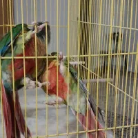 طوطی گرینچیک تازه بالغ|پرنده|ساری, |دیوار