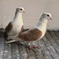 کبوتر و قناری اوازخان