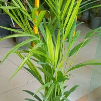 فروش ویژه گل و گیاه آپارتمانی|گل و گیاه طبیعی|طبس, |دیوار