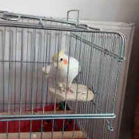 فروش دوتاعروس هلندی نرسخنگو