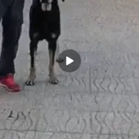 سلام گم شده سگ  ماچ|حیوانات|قم, شهر قائم|دیوار