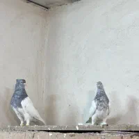 کفتر کله الماسی