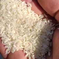 برنج  میداوود