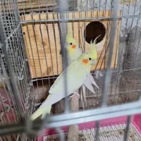 عروس هلندی با جوجه لوتینو