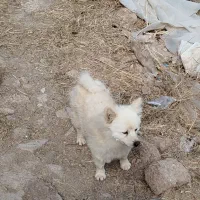 پاکوتا|سگ|یامچی, |دیوار