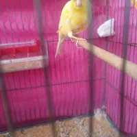 قناری نر برا فروش|پرنده|کرمان, |دیوار