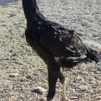 یک جفت جوجه لاری|حیوانات مزرعه|رباطکریم, رباطکریم|دیوار