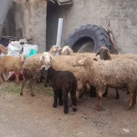 میش جوان ۶ راس بره نره و ماده