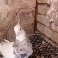 طوقی اشرافی ذات درست خوشگل خوشتیپ خوش قواره 00|پرنده|تربت جام, میان جام|دیوار