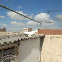 کبوتر|پرنده|تبریز, |دیوار