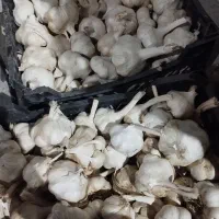 سیر|خوردنی و آشامیدنی|کامیاران, |دیوار