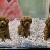 پودل رد دارک روشن زیر قیمت همه رنگ