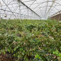 استخدام رسمی در مجموعه گلخانه باماریا